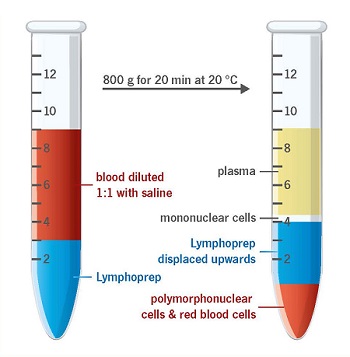 Serumwerk_bernburg_AG_Lymphprep-Tube_Grafik